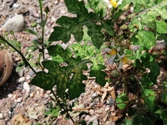 Solanum grayi