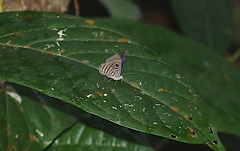 Mesosemia hesperina