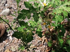 Solanum grayi