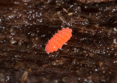 Bilobella braunerae