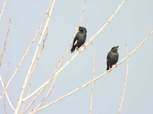 Crested Myna