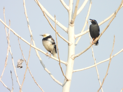 Black-collared Starling