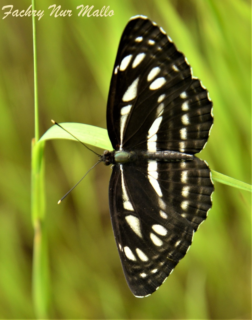 Neptis ida (Neptis ida)