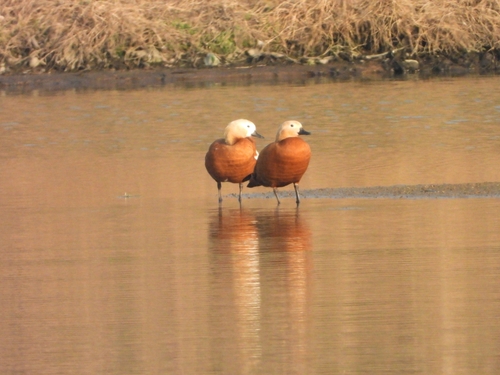 Ruddy Shelduck