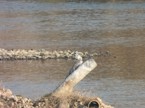 Pied Kingfisher