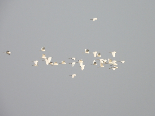Little Egret