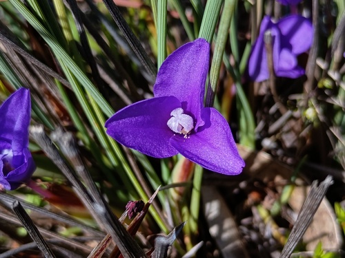 Short Purple-flag (Patersonia fragilis)