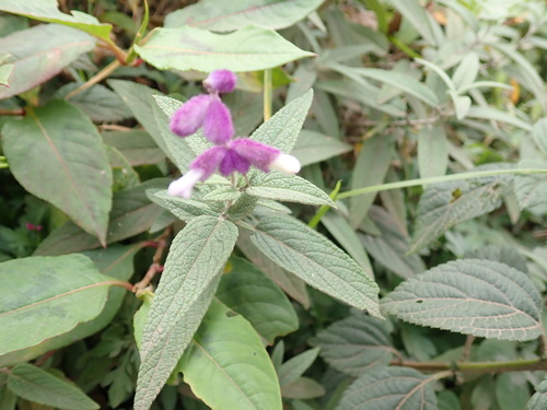 Salvia leucantha