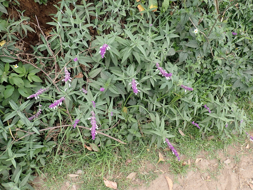 Salvia leucantha, Grays Hill, Coonoor, Tamil Nadu, IN