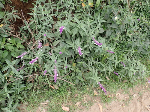 Salvia leucantha