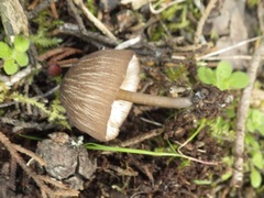 Entoloma sarcitulum