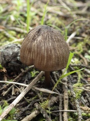 Entoloma sarcitulum