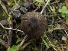 Entoloma sarcitulum