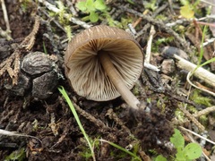 Entoloma sarcitulum