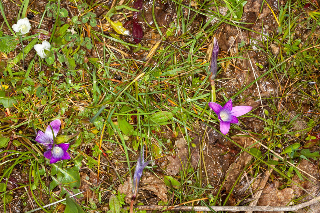 Romulea ligustica, Province of Sassari, Italy