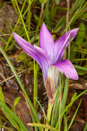 Romulea ligustica