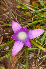 Romulea ligustica