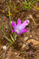 Romulea ligustica