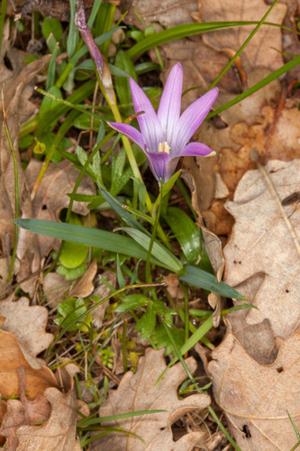 Romulea ligustica