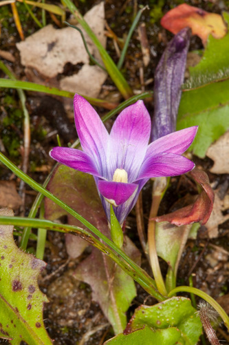 Romulea ligustica