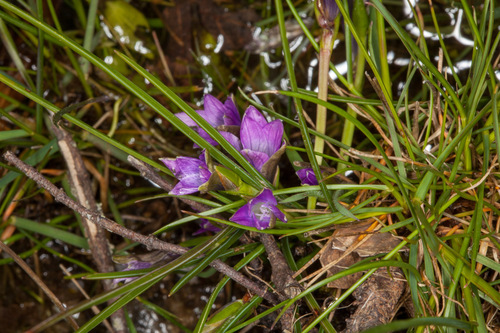 Romulea ligustica