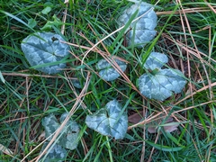 Cyclamen