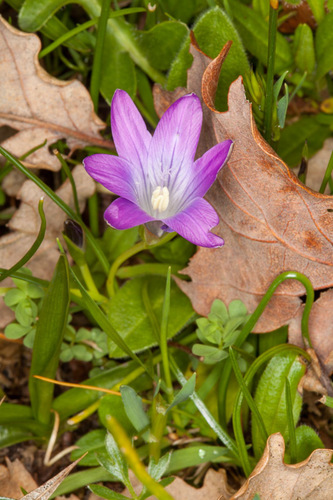 Romulea ligustica