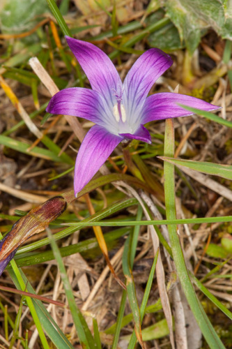 Romulea ligustica