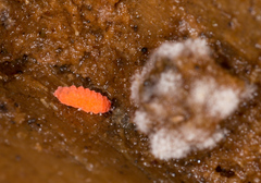 Bilobella braunerae