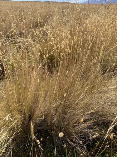 Hard Tussock (Festuca novae)