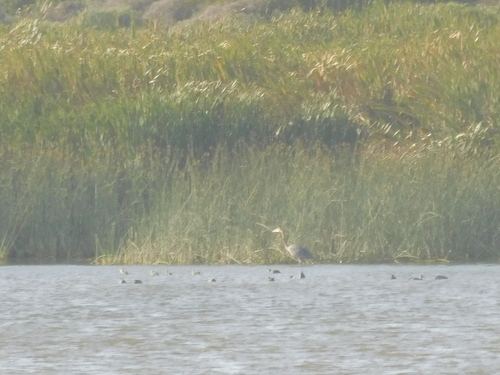 Goliath Heron (Ardea goliath), photo 6