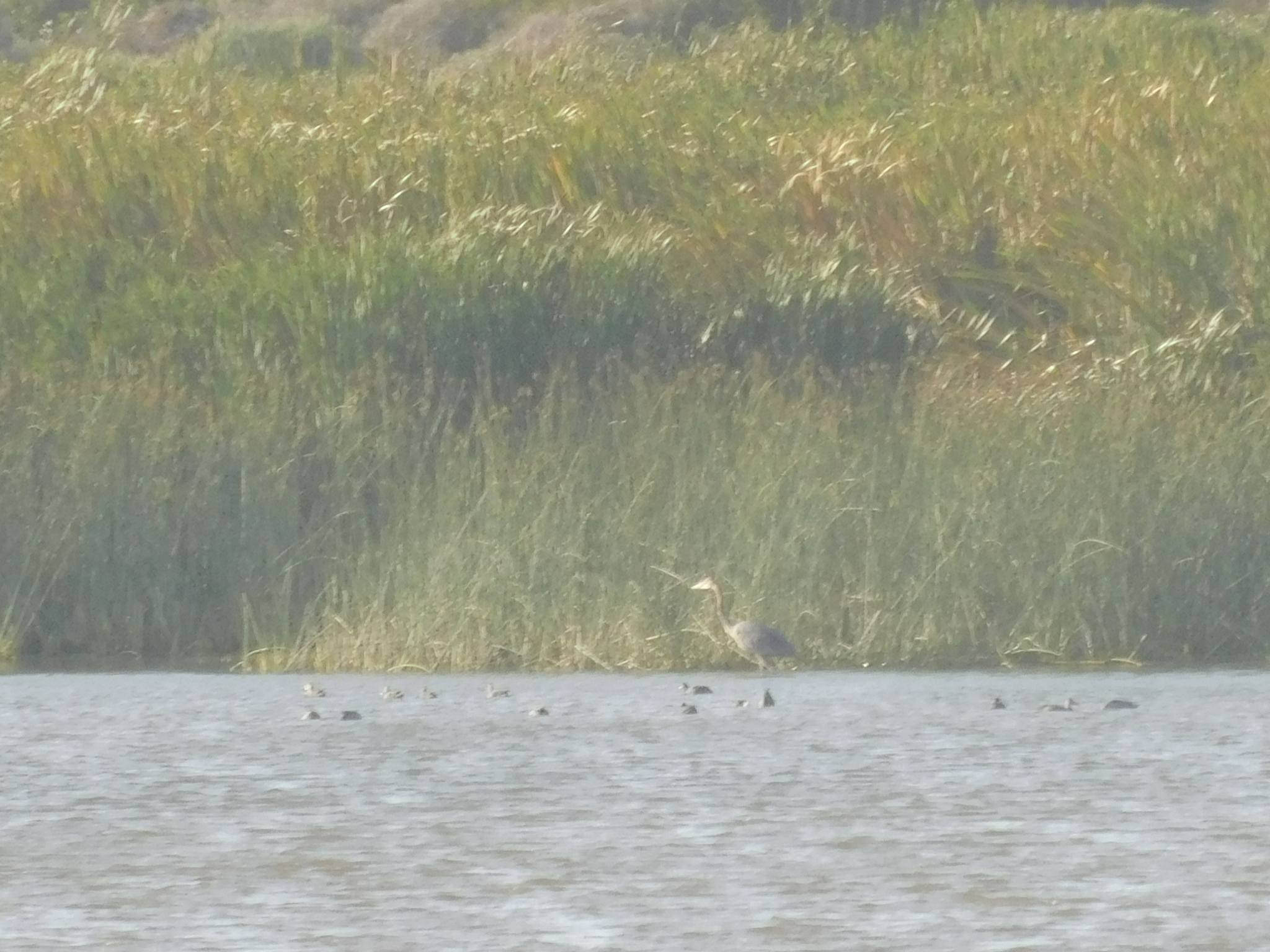 Goliath Heron (Ardea goliath), photo 6