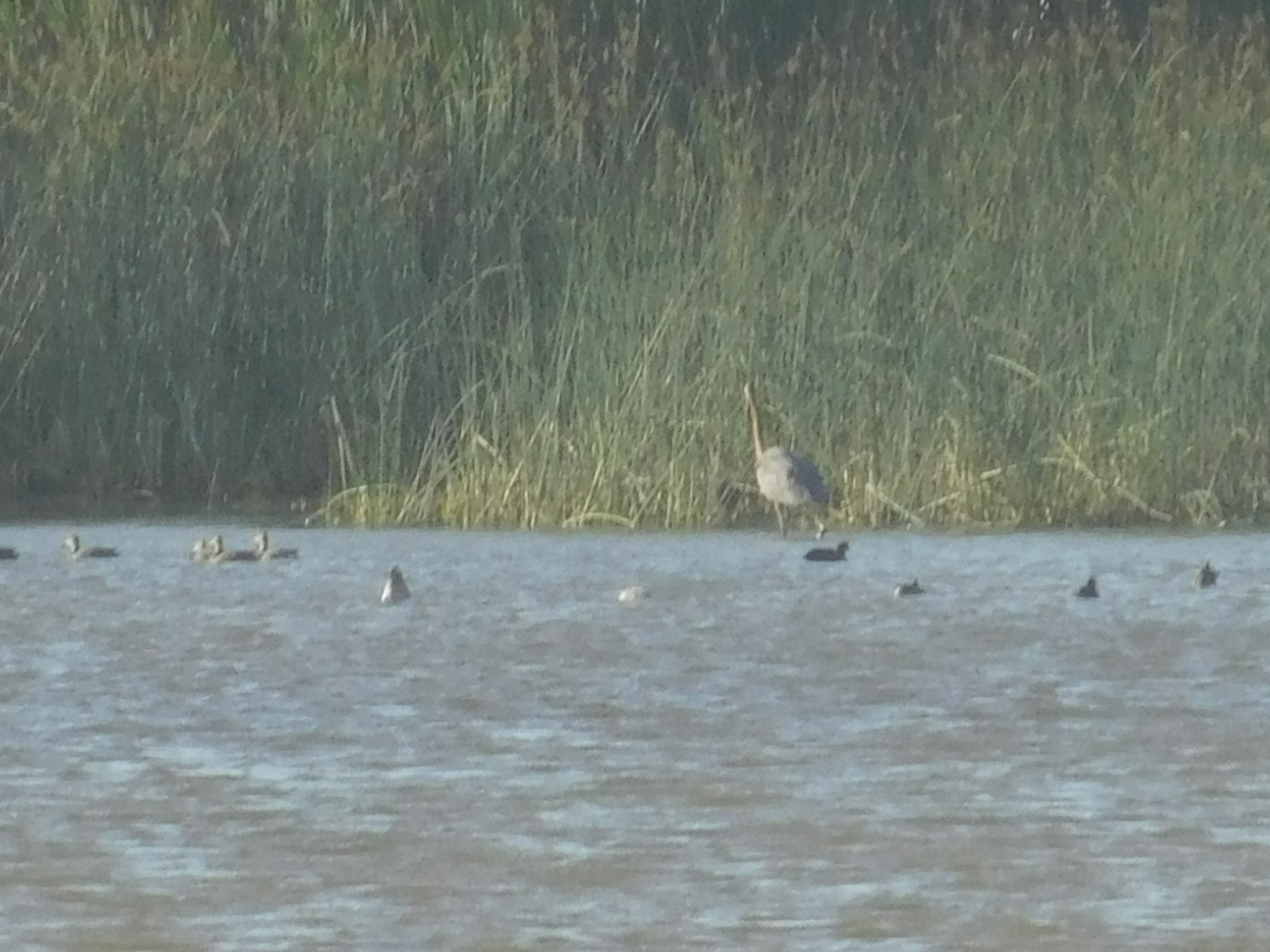 Goliath Heron (Ardea goliath), photo 7