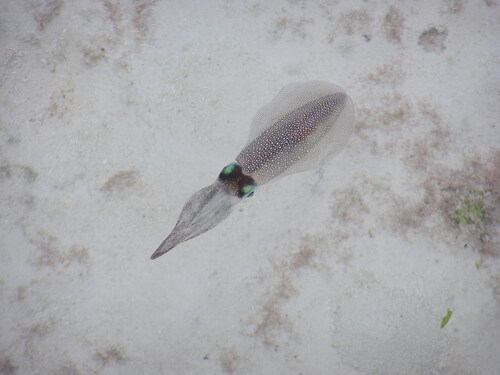 Bigfin Reef Squid (Sepioteuthis lessoniana)