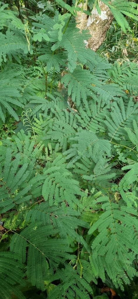 Horse/wild tamarind, Jumbie bean, Lead tree, Leucaena (Leucaena leucocephala)