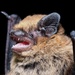 Common Pipistrelle - Photo (c) Jakob Fahr, some rights reserved (CC BY-NC), uploaded by Jakob Fahr