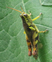 Xenocatantops humilis