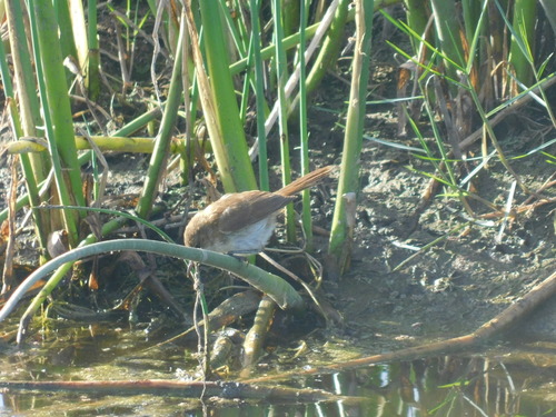 Lesser Swamp Warbler (Acrocephalus gracilirostris), photo 2
