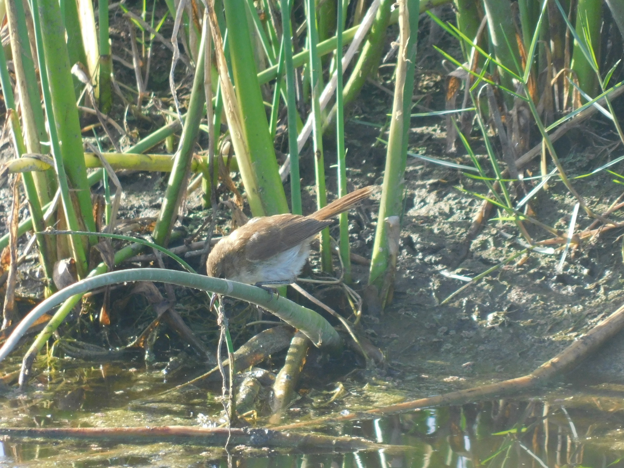 Lesser Swamp Warbler (Acrocephalus gracilirostris), photo 2
