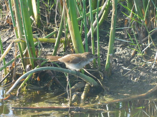 Lesser Swamp Warbler (Acrocephalus gracilirostris), photo 3