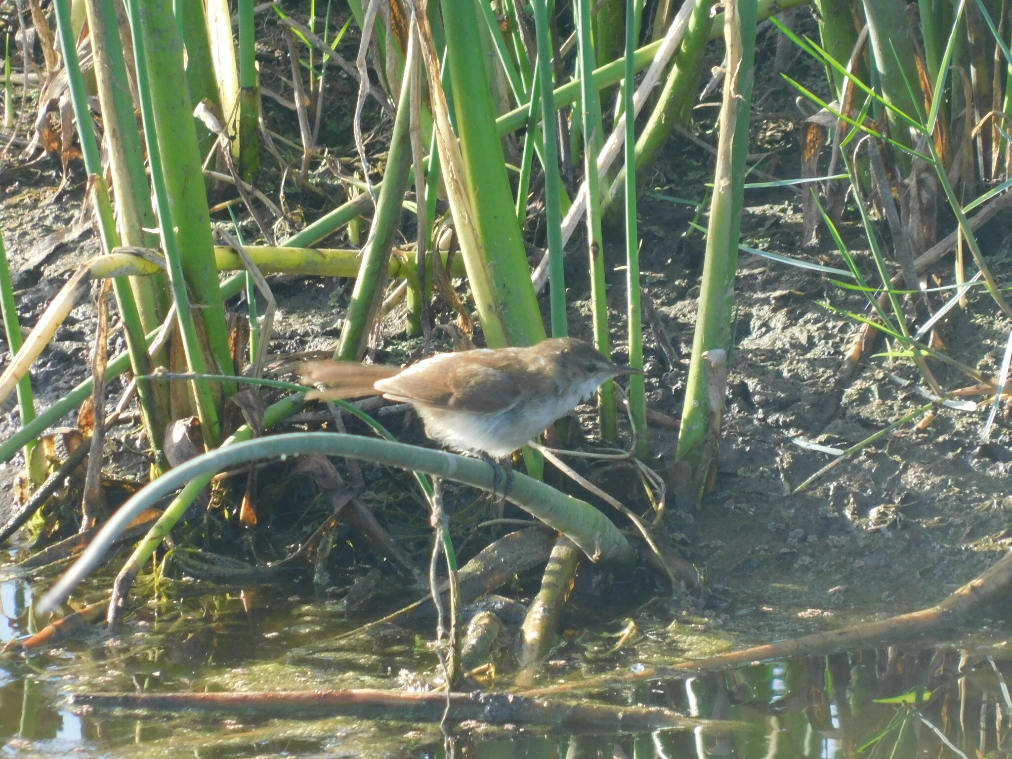 Lesser Swamp Warbler (Acrocephalus gracilirostris), photo 3