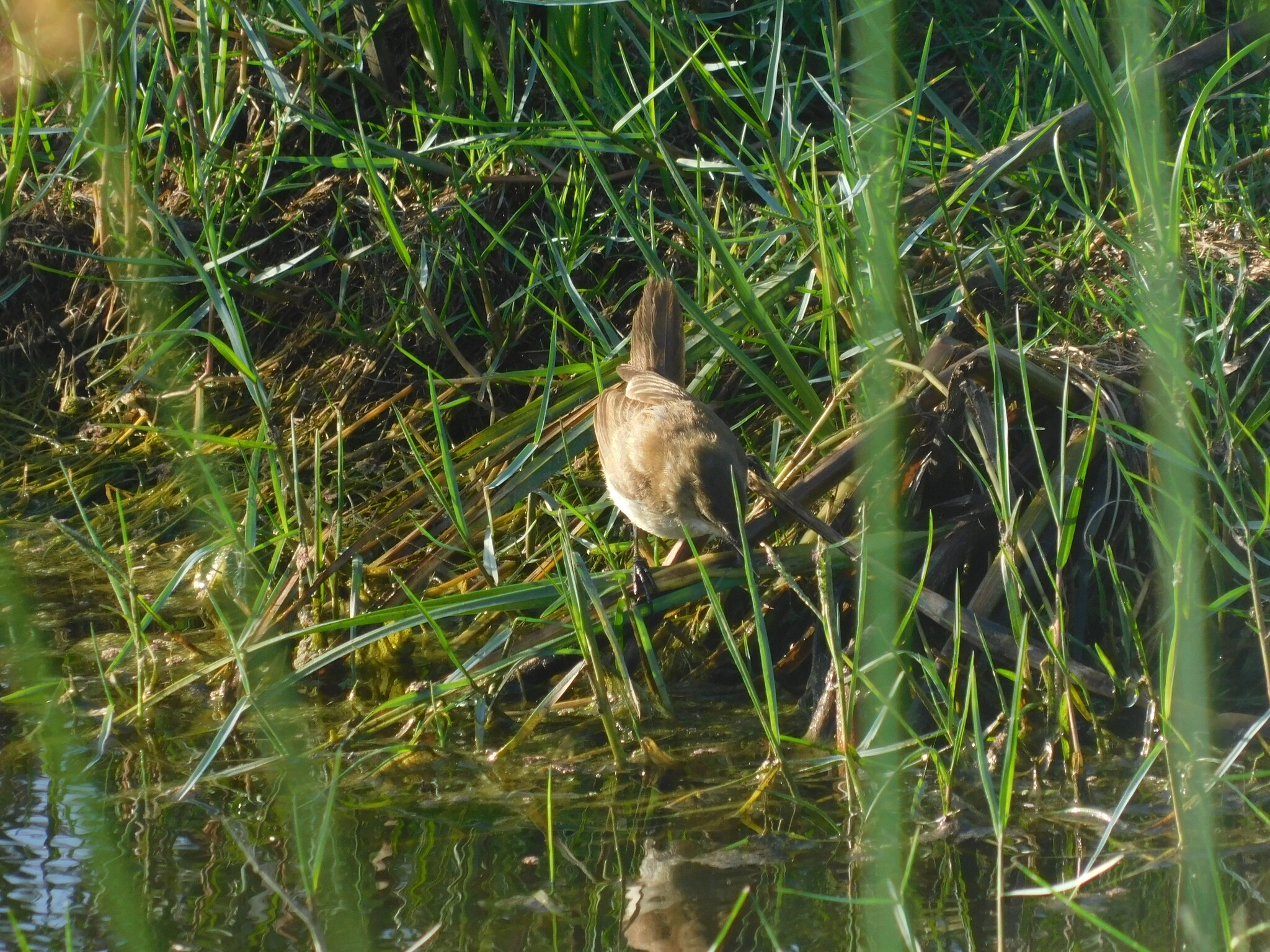 Lesser Swamp Warbler (Acrocephalus gracilirostris), photo 6