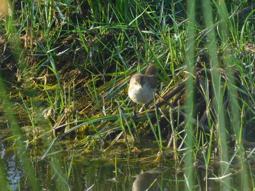 Lesser Swamp Warbler (Acrocephalus gracilirostris), photo 7