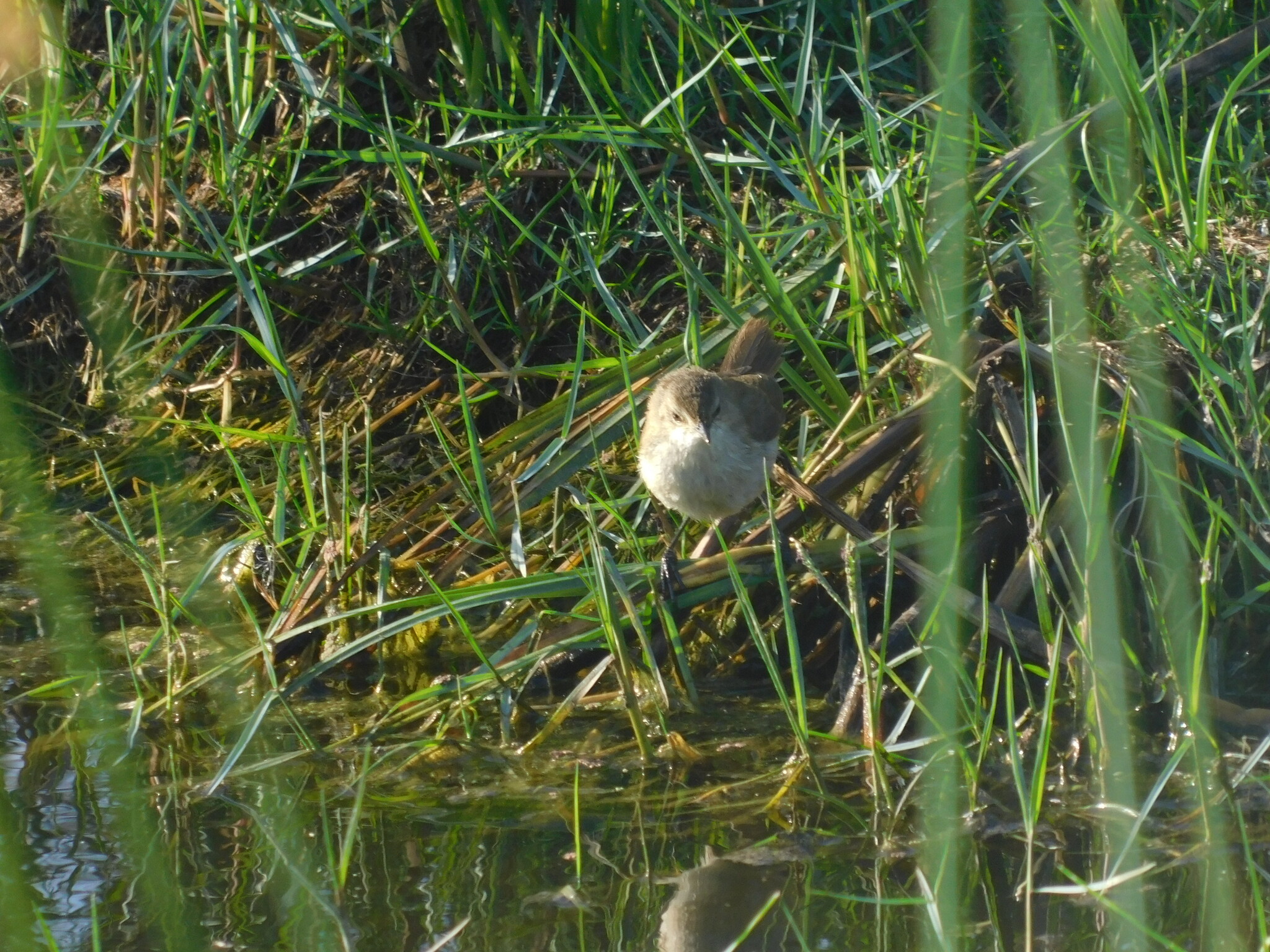 Lesser Swamp Warbler (Acrocephalus gracilirostris), photo 7