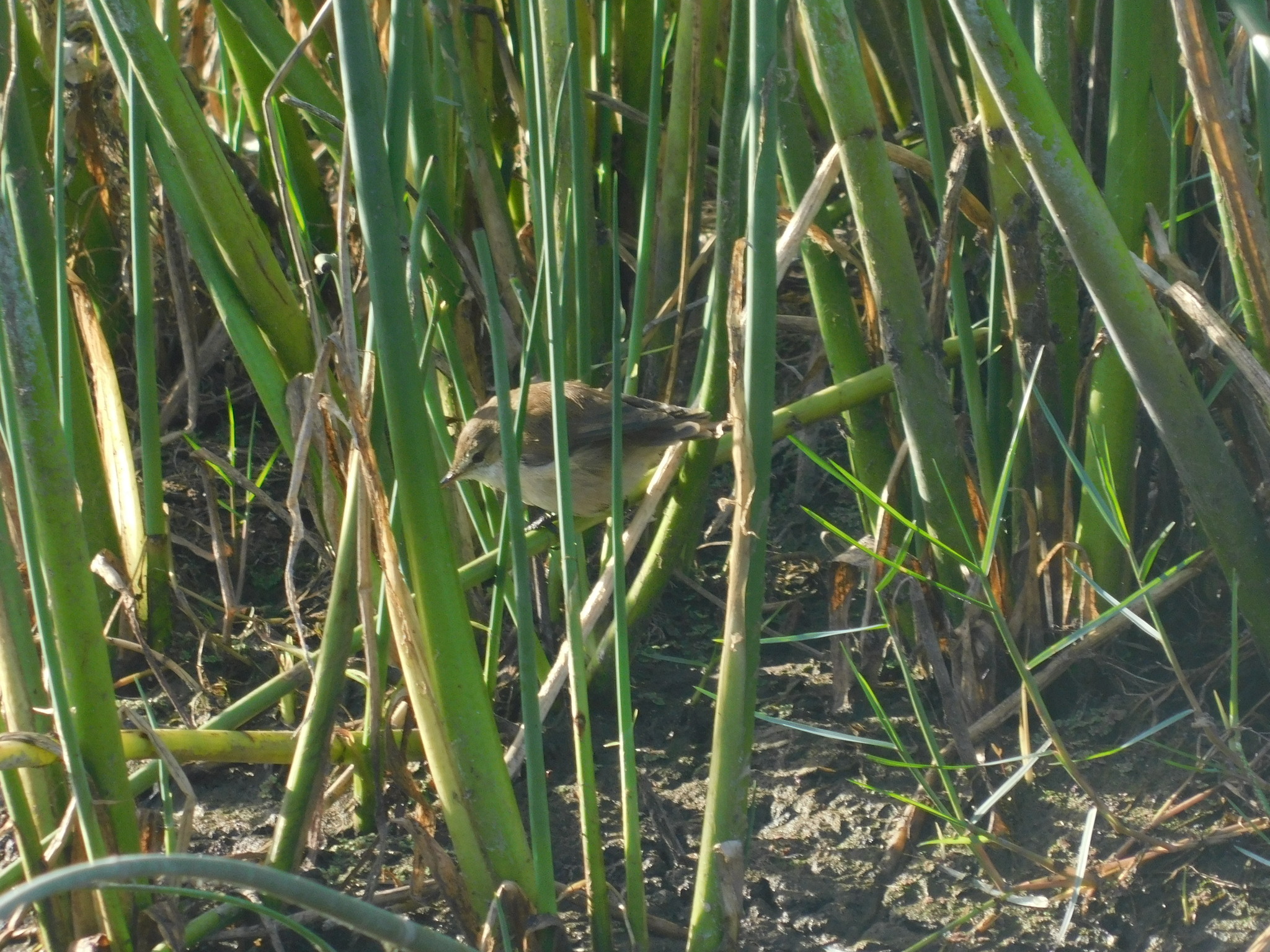 Lesser Swamp Warbler (Acrocephalus gracilirostris), photo 8