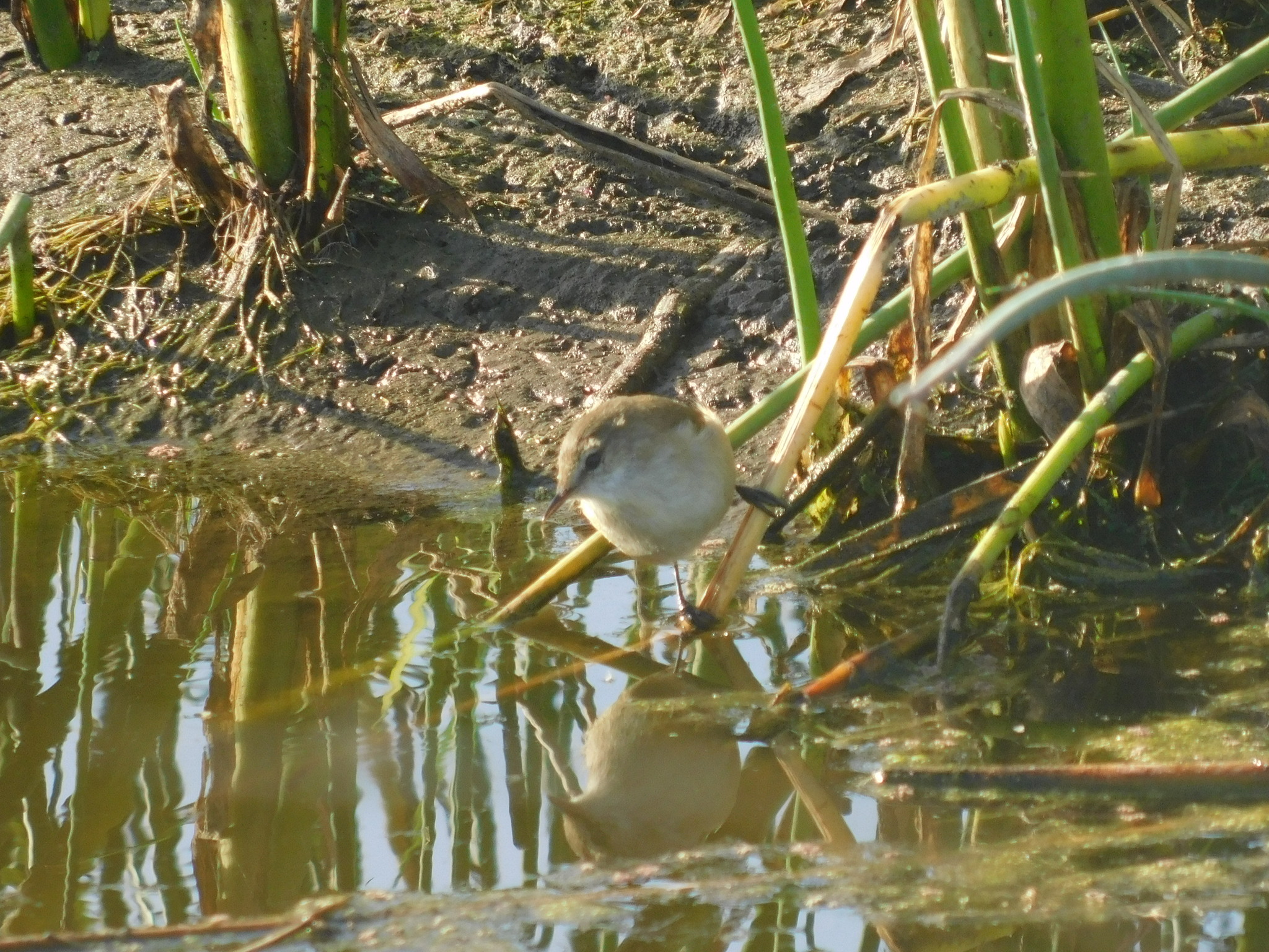 Lesser Swamp Warbler (Acrocephalus gracilirostris), photo 10