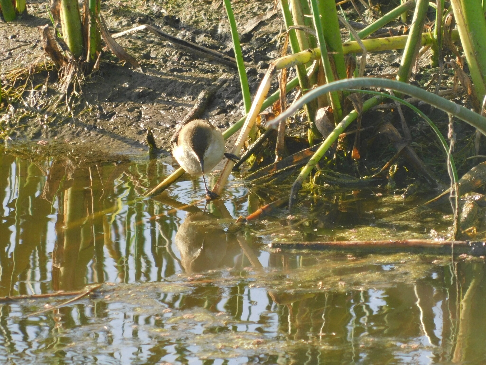 Lesser Swamp Warbler (Acrocephalus gracilirostris), photo 9
