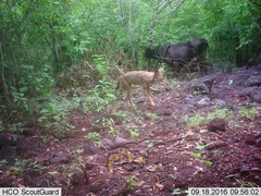 Canis latrans impavidus