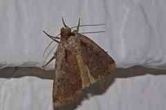 Eueretagrotis attentus