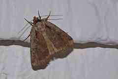 Eueretagrotis attentus